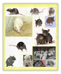 tipos de ratas y su significado en sueños