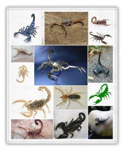 escorpiones y alacranes peligrosos