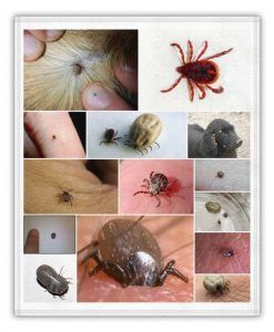 garrapatas e insectos