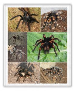 sueños con tarantulas